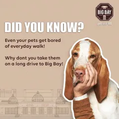Even your pets get bored of the same old walk. This graphic humorously suggests a long drive to Big Bay as the perfect change of scenery for your bored pup.