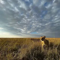 "Hunters on the Prowl." Two lionesses move through the tall grass of the savannah under a vast, cloudy sky, their focus fixed on a potential hunt.
