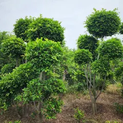A collection of our Ficus Topiaries at our nursery. We can supply these statement plants in various sizes to suit different landscape scales.
