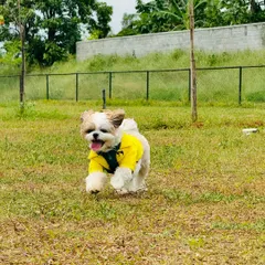 This little Shih Tzu is a yellow blur of happiness as he runs freely across our grassy field.