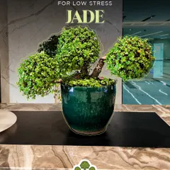 Help your team manage workplace stress with a beautiful Jade plant. Known as a symbol of good luck, its presence on a desk can create a calming atmosphere, making it a thoughtful gift for a high pressure environment.