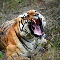 The undisputed king of Tadoba, Chota Matka, letting out a massive yawn. A powerful reminder of the raw, untamed nature of these incredible animals.