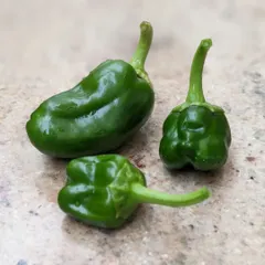 A small harvest of green peppers from our terrace garden. The children get to participate in planting, watering, and harvesting, learning where their food comes from.