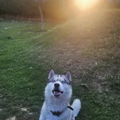 A majestic shot of Buddy the Husky enjoying the golden hour at our retreat.