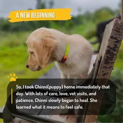 A new beginning. With lots of care, love, and proper vet visits, Chinni slowly began to heal and learned what it felt like to be safe and loved.