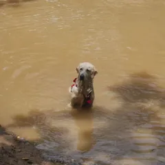 Letting a dog enjoy a muddy puddle is a simple joy and a great sensory experience. It's about allowing them to engage with their environment and express their natural behaviors.