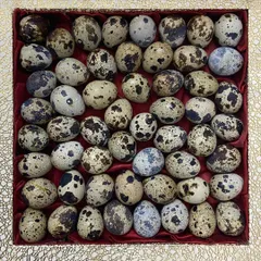 A box of fresh, speckled quail eggs ready for an order. They are a great, natural source of vitamins and can be served raw or cooked.