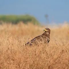A majestic Steppe Eagle resting in the dry grasslands. These powerful raptors are a thrilling sight on our winter tours.