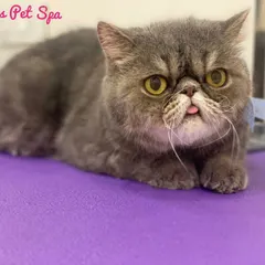Meet Archie, an Exotic Shorthair with the cutest personality. That tiny tongue sticking out just melts my heart. His dense, grey coat is now soft and tidy after a gentle bath and brush, showing how I handle flat-faced breeds with extra care.