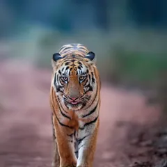 This young tiger in Tadoba shows a hint of curiosity. On my photo tours, we work on capturing these subtle expressions that tell a deeper story.