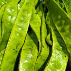 These are Yongchak, or stink beans, a key ingredient in Manipuri cuisine. Their pungent, unique flavor is essential for dishes like Eromba and Singju.