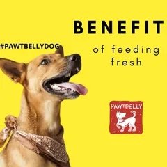 From poop to lifespan, a lot changes for the better when you switch to fresh. This graphic highlights the key benefits you can expect, including a healthier body, a sharper mind, and a beautiful coat for your #PawtbellyDog.