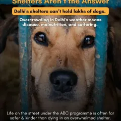 Shelters are not the answer. Delhi's shelters, for example, cannot hold lakhs of dogs. Overcrowding leads to disease, malnutrition, and immense suffering. A life on the street under a managed ABC program is far safer and kinder than dying in an overwhelmed shelter.