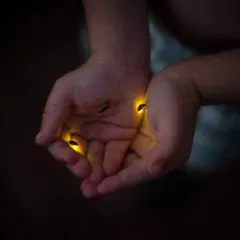 Some moments feel like pure magic, and our firefly camps are filled with them. Imagine your child's face lighting up as they hold a tiny, glowing wonder in their hands. These are the memories that last a lifetime, long after the lights have faded.