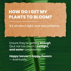 Getting your plants to bloom is all about light, love, and patience. We advise ensuring they get enough sunlight and consistent watering. Happy leaves will eventually lead to happy flowers.