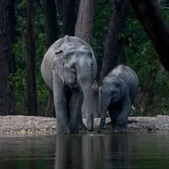 A tender moment between an elephant mother and her calf at a waterhole in Rajaji National Park. This image captures the strong bond and protective nature that is so central to elephant family life.