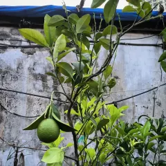 A young sweet lime fruit growing on one of our trees. We provide a variety of fruit trees that can be grown in large pots on a terrace or in a garden, bringing the orchard to you.