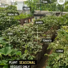 This is a client's thriving terrace garden in Delhi, clearly showing the variety of seasonal vegetables like Lauki, Bhindi, and Palak we can grow. It proves you don't need a farm to have a feast.