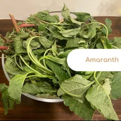Amaranth leaves are a nutritional powerhouse for thyroid patients. They are rich in iron, calcium, and vitamins that help combat fatigue and support bone health.