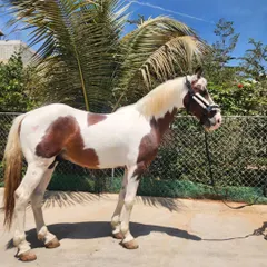 A full side view of our new paint stallion, showing his strong conformation and beautiful markings. He is a true example of the Kathiyawadi breed.