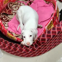 A beautiful Rajapalayam puppy settling into his new environment. The first few days are crucial for puppy training, focusing on making them feel secure before we begin with basic commands and house rules.