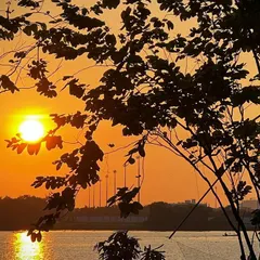 The setting sun seen through the silhouette of tree branches in Kochi. This composition uses natural elements to frame the golden orb of the sun as it dips towards the horizon.