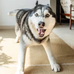 Luis the Husky in a playful stance, ready for action in his living room. The natural sunlight from the window creates a beautiful, warm glow.