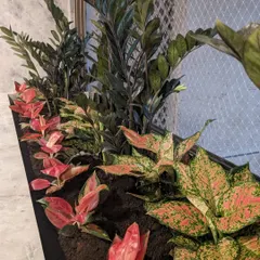 Another angle of the completed indoor planter, showcasing the rich colors and textures of the foliage.