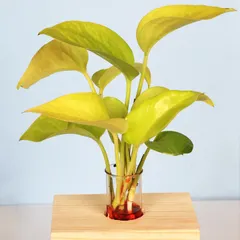 This Golden Money Plant cutting is displayed in a simple glass vial on a wooden block, showing its ability to grow easily in water. It's a beautiful and minimalist way to enjoy this popular indoor plant.