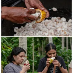 There's nothing like tasting fresh cacao pulp straight from the pod. This sensory experience is a vital part of understanding the raw ingredient before it's transformed into chocolate.