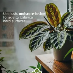 Use lush, moisture loving foliage to balance hard surfaces. The beautiful, patterned leaves of this Calathea soften the look of a wooden table and thrive in the high humidity of the monsoon season.