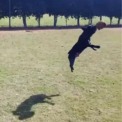 This is what pure joy looks like. An incredible action shot of a French Bulldog leaping for a ball during a play session on our lawn. I believe that energetic, structured play is crucial for a dog's mental and physical health, helping to release pent-up energy in a positive way.