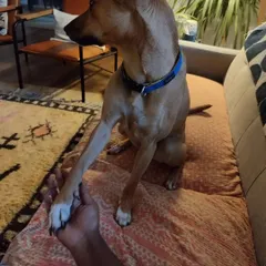 Building trust is everything. This is me holding hands with Kulfi, who is usually quite nervous around new people. Moments like these are my biggest reward and show how patience and understanding can help even the most anxious pups feel secure.