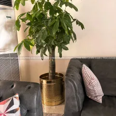 A lush Schefflera, or Umbrella Plant, is placed in a chic golden pot between two modern grey sofas, adding a refreshing touch of nature to this cozy living room corner.