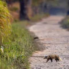 A Northern Hog Badger crosses a jungle path in Kaziranga. This was an unbelievable sighting, as this animal is extremely rare and seldom seen.