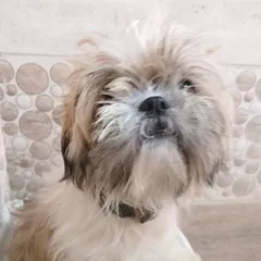 Another angle showing the shaggy fur around the face before I start the grooming process.