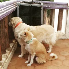 Khushi the Golden Retriever and Ruby the Indie pup looking out from the balcony. They love watching the world go by from their vantage point.