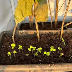 New life sprouting in a propagation tray. These are Rosella seedlings and mulberry cuttings taking root, a testament to how easily you can multiply your plants with a little patience.