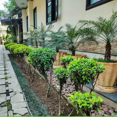 A neatly designed driveway border with shaped hedges, palm trees in large pots, and a pebble bed. We pay attention to every detail, ensuring even functional areas are beautifully landscaped.