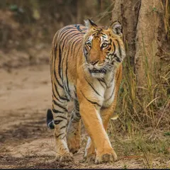 Imagine waking up in the wilderness and seeing this magnificent creature on a jungle safari. Our caravan trips to Jim Corbett National Park make these incredible wildlife encounters possible.