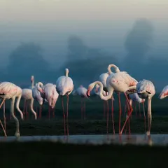 A flock of Greater Flamingos wades through the calm, misty waters during an early morning in Navi Mumbai. The soft light and serene atmosphere create a truly magical scene.