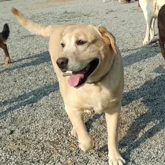 This happy Labrador is enjoying a walk through the park. Our training programs are suitable for dogs of all ages, from energetic puppies to senior dogs.
