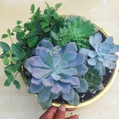 A beautiful composition of pastel-colored Echeveria succulents and trailing Peperomia. The soft blues, purples, and greens create a calm and serene look in this bowl.