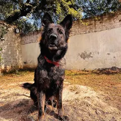 Another powerful shot of Karma. Her stable temperament and strong genetics are what we strive for in our breeding and training programs.