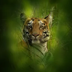 A tiger's senses are its greatest tools. Here, framed by the tall grass, it listens intently to the sounds of the jungle. On my workshops, I explain how to interpret this behavior to predict their next move.