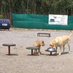 A Labrador and a Cocker Spaniel share a drink from one of our easily accessible, raised water bowls. Staying hydrated is easy at Petboro.