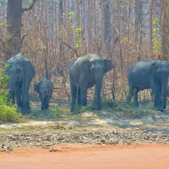A full elephant family, including a tiny calf, standing at the edge of the forest in Jim Corbett National Park. A perfect example of a wild animal family portrait.