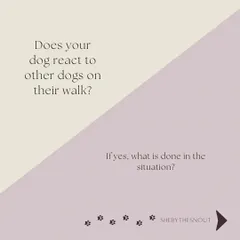 Understanding how your dog reacts to other dogs is crucial for planning safe and stress-free walks.