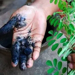 My hands, stained with rich indigo pigment while holding a fresh indigo plant. This image captures the hands-on, beautifully messy reality of working with natural dyes.