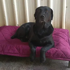 This handsome Black Labrador is modeling one of our new quilted mats. They're designed to be comfortable for lounging while staying cool.
